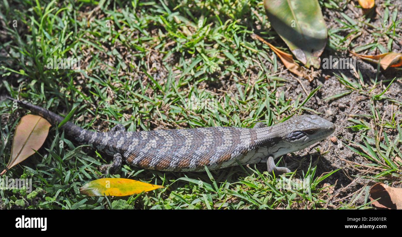 Young Blue-Tounged Lizard, eine einheimische australische Eidechse, auf einem Rasen. Stockfoto