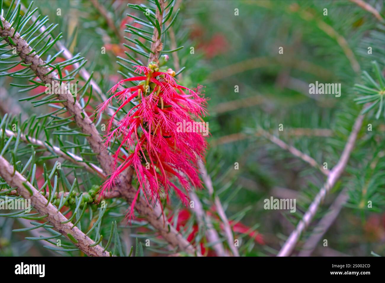 Nadelartige bltter -Fotos und -Bildmaterial in hoher Auflsung  Alamy