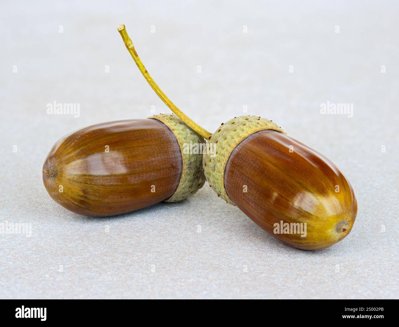 Eicheln liegen auf beigefarbener Keramikoberfläche. Stockfoto