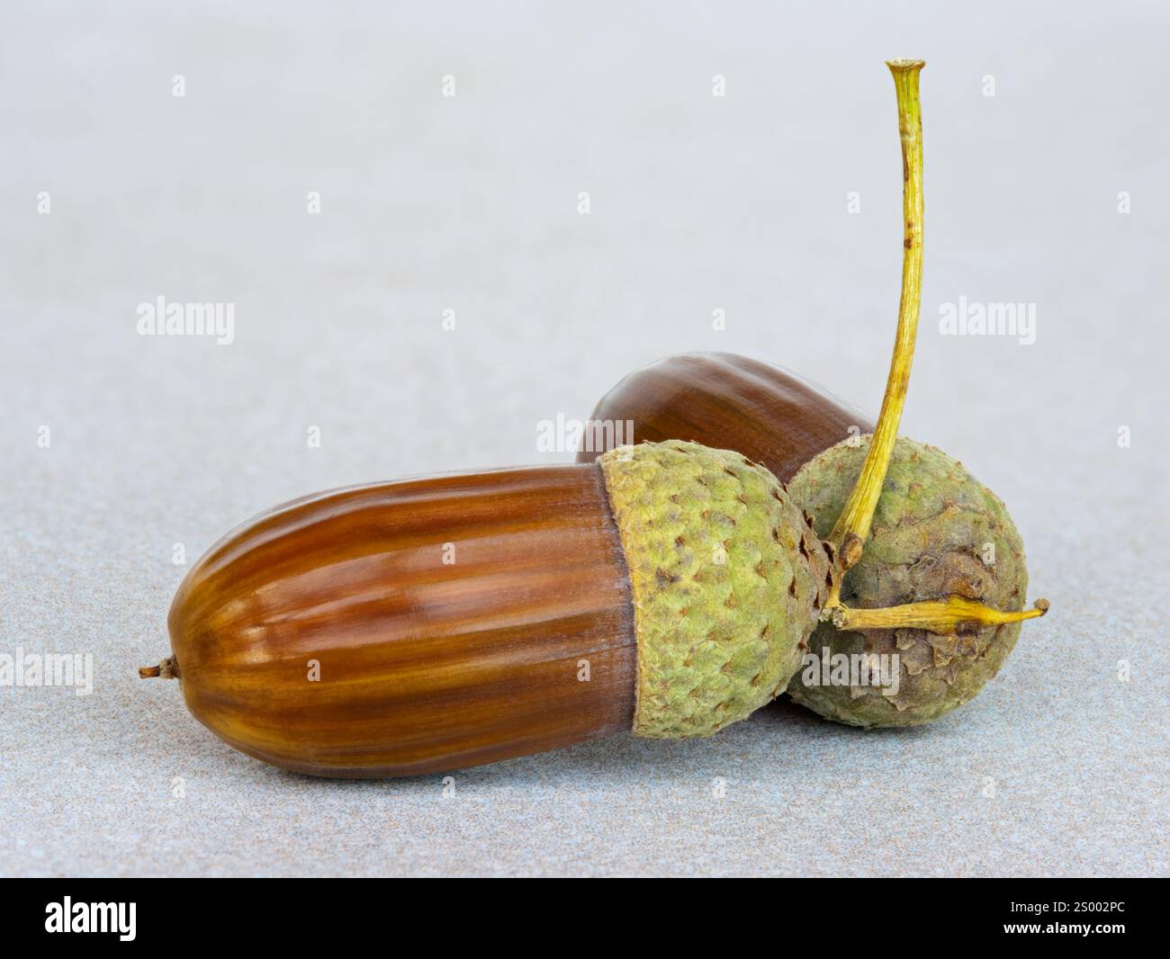 Zwei Eicheln liegen auf einer beigen Keramikoberfläche. Stockfoto