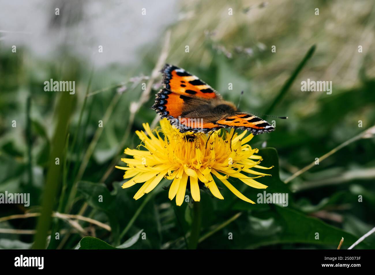 Süßer orangener Schmetterling, der auf einer Blume sitzt Stockfoto