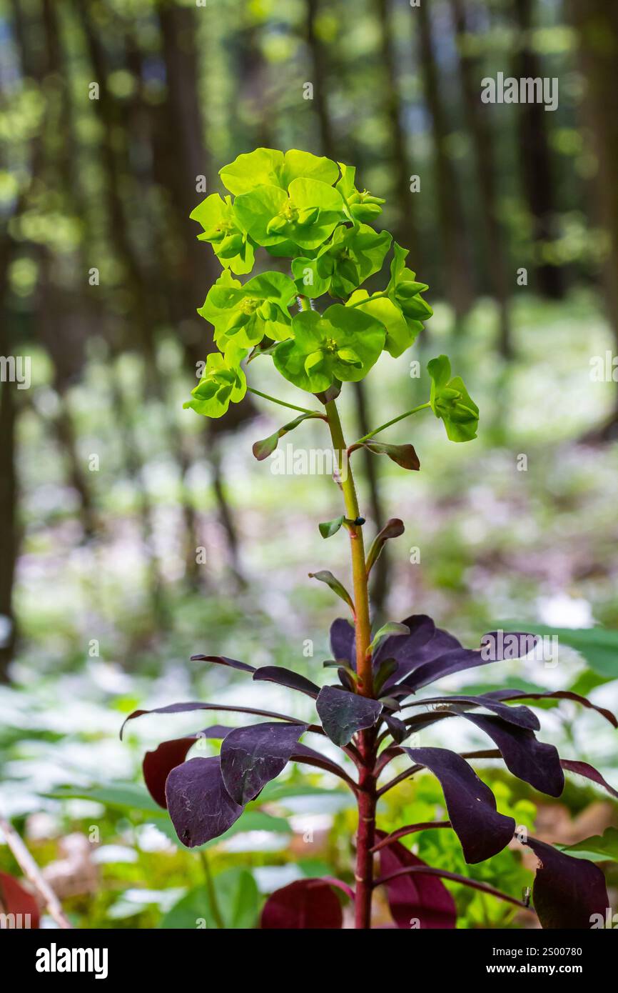 Euphorbia amygdaloides. Holzspurge mit seinen gelblich-grünen Blütenständen. Stockfoto