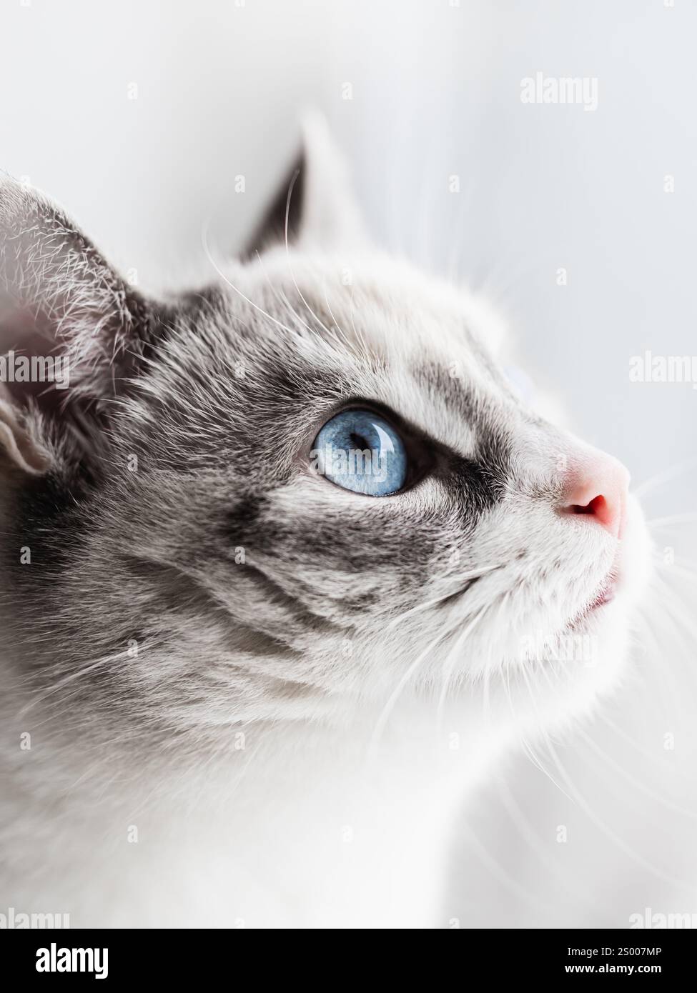 Eine Hauskatze mit blauen Augen und rosa Nase. Stockfoto