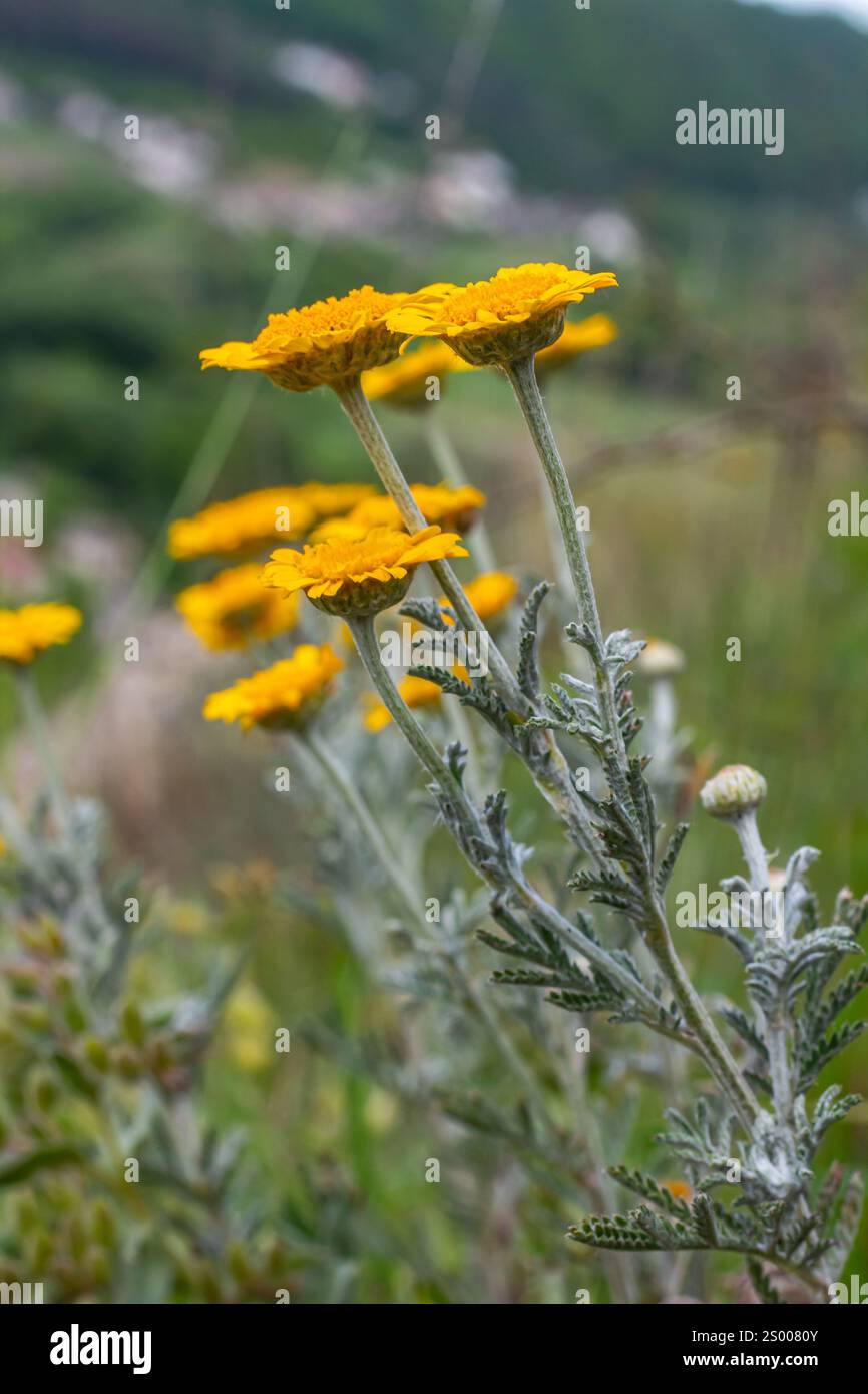 Gefiedertes Laub und gelbe Blüten von Cota tinctoria Kelwayi im Juni. Stockfoto