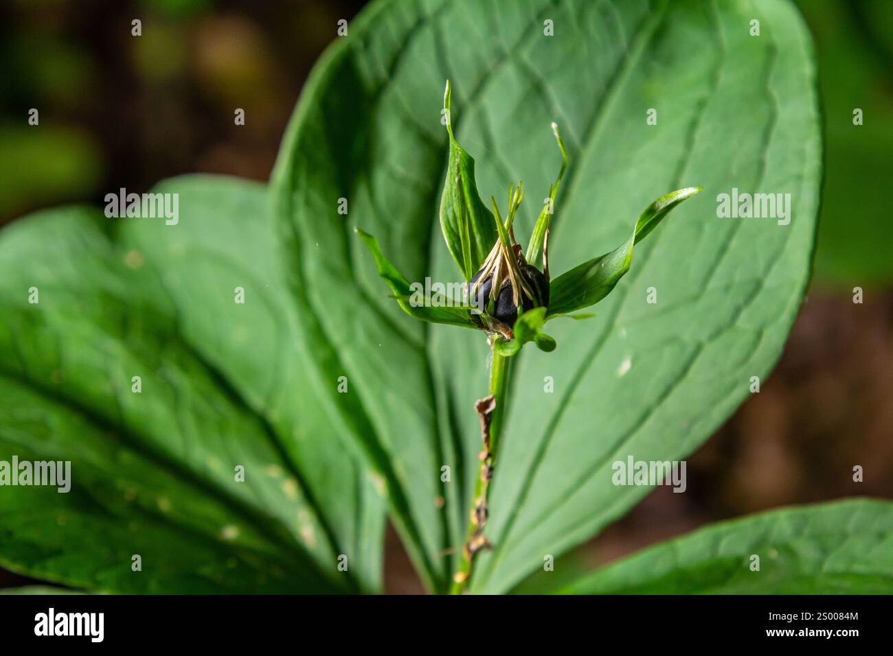 Sehr giftige Pflanze Rabenauge vierblättrige Paris quadrifolia auch bekannt, Beere oder True Lovers Knot wächst in der Wildnis in einem Wald. Stockfoto