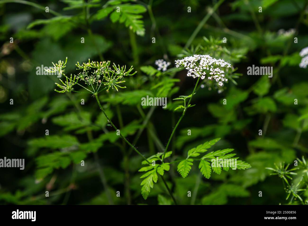 Chaerophyllum hirsutum roseum - rosafarbene Dolden des haarigen Kerbels. Stockfoto