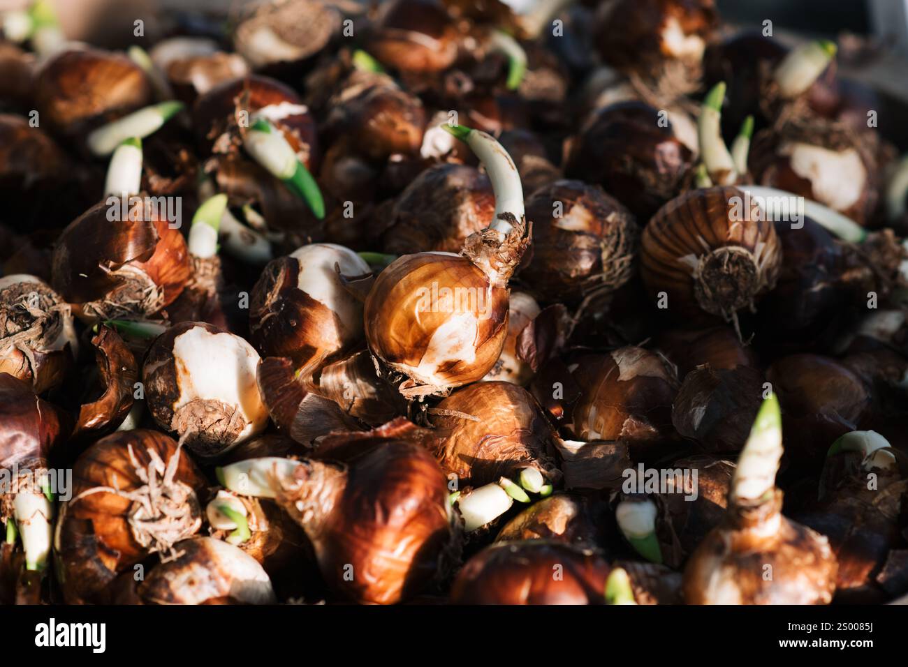Große Mengen frisch geernteter Zwiebeln Stockfoto