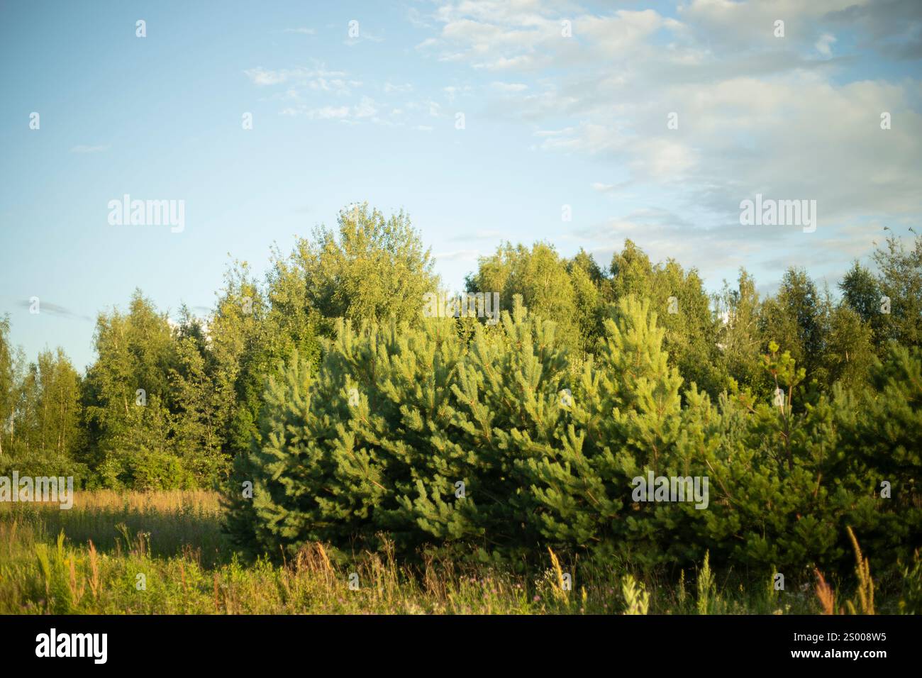 Eine Kiefer auf einem Feld. Fichtenzweige. Nadelbaum. Stockfoto