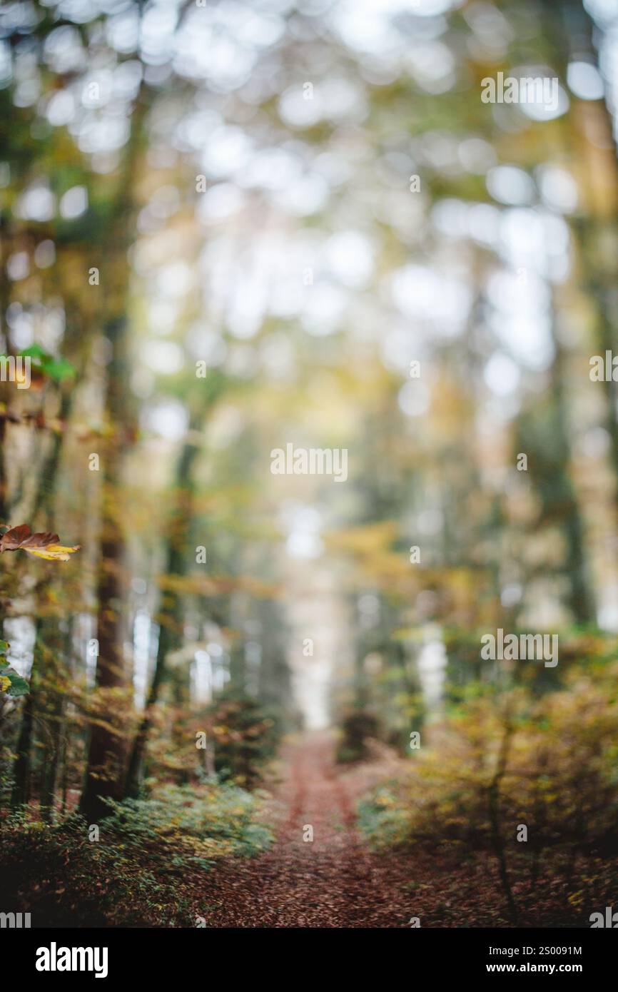Ein Weg durch den Wald im Herbst freigelassen Stockfoto