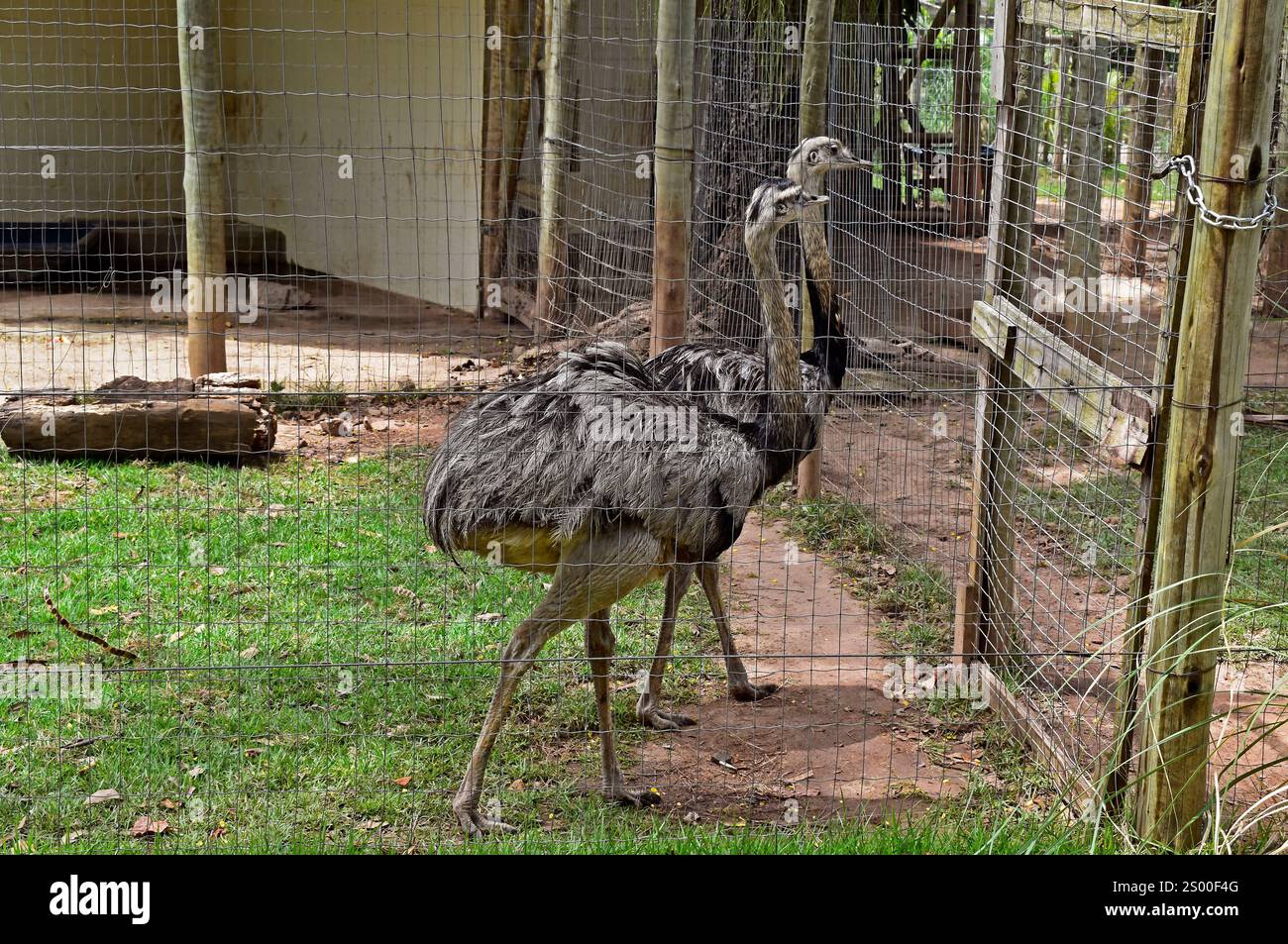 Größere Rhea americana im Zoo, Rio de Janeiro, Brasilien Stockfoto