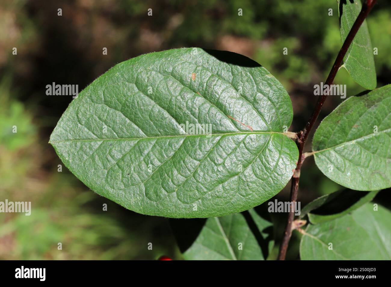 Cotoneaster nebrodensis, Cotoneaster tomentosus, Rosaceae. Wilde Pflanzen, die im Sommer geschossen wurden. Stockfoto
