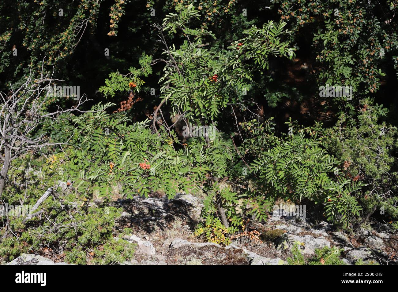 Sorbus aucuparia, Bergasche, Rosaeae. Stockfoto