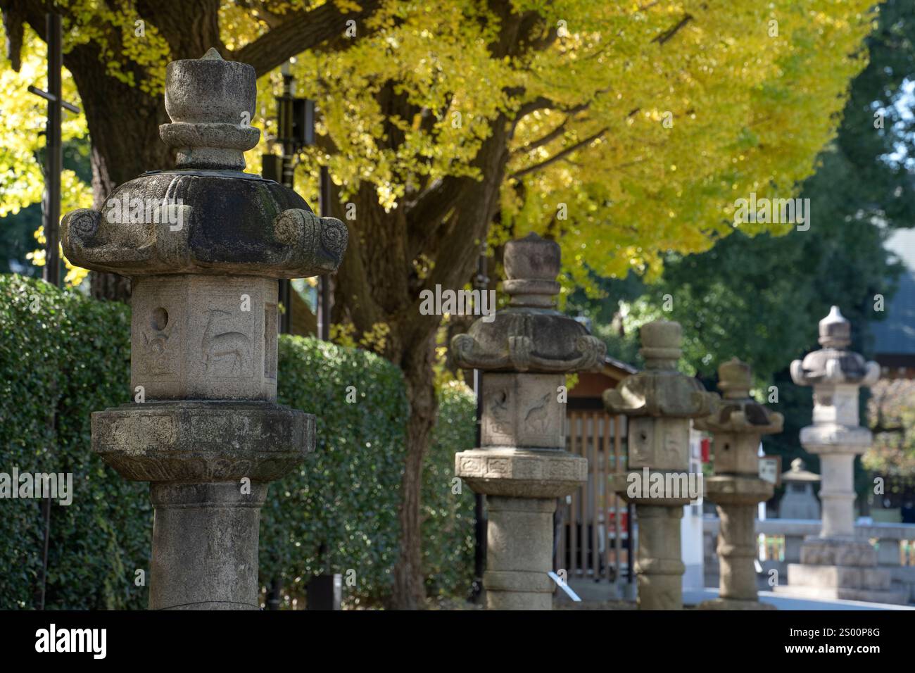 Gelbe Ginkgobäume und Steinlaternen im Yasukuni-jinja-Schrein. Der Yasukuni-Schrein ist ein schintoistischer Schrein in Chiyoda, Tokio. I Stockfoto