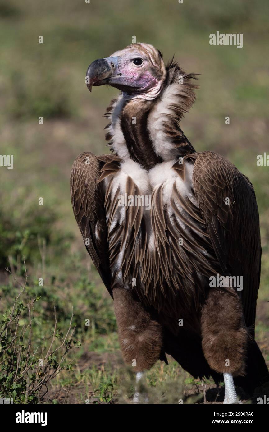 Ohrengeier-Faced Vulture (Torgos Tracheliotus) Stockfoto