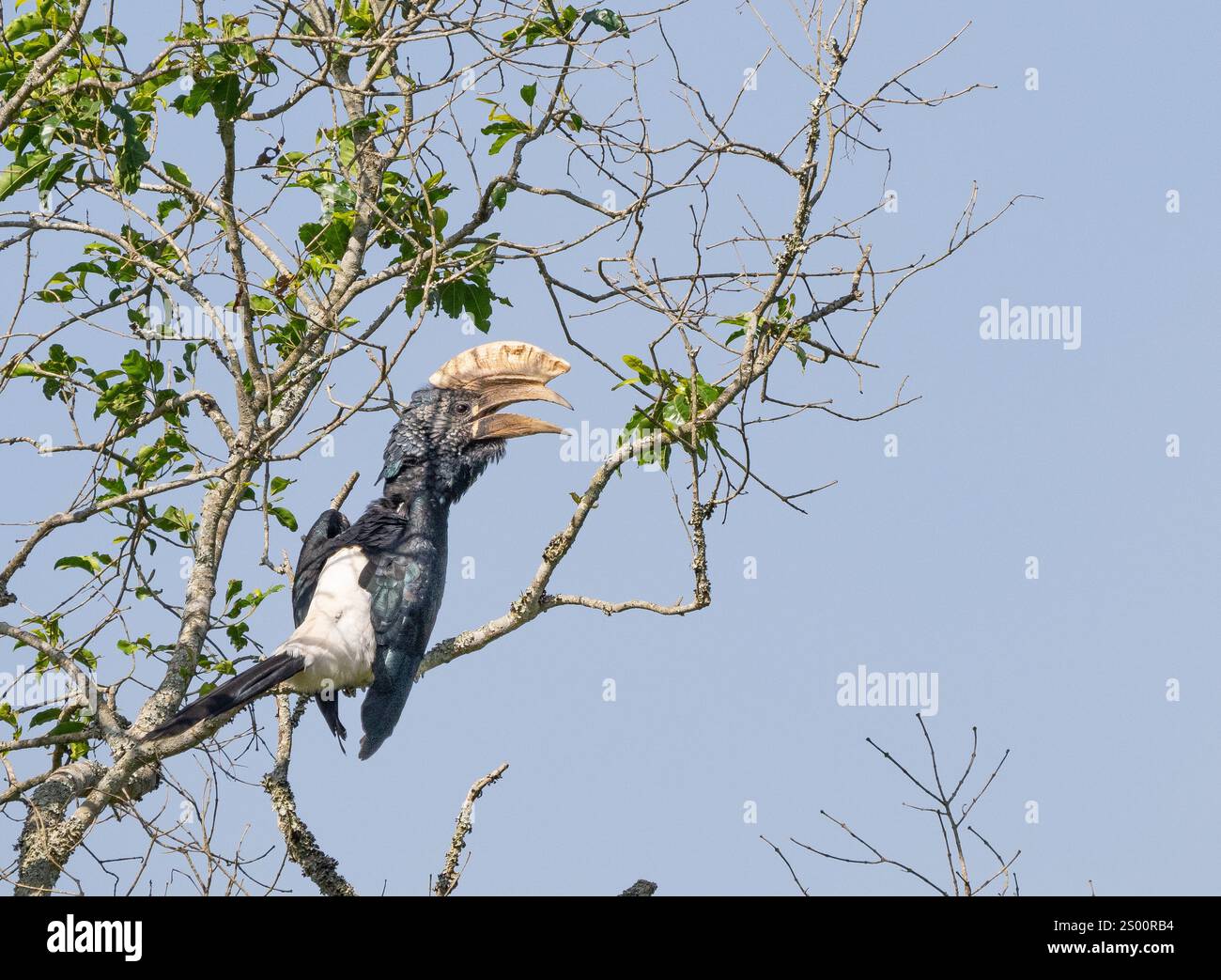 Schwarz-weiß-kaskierter Nashornschnabel (Bycanistes subzylindricus) Stockfoto