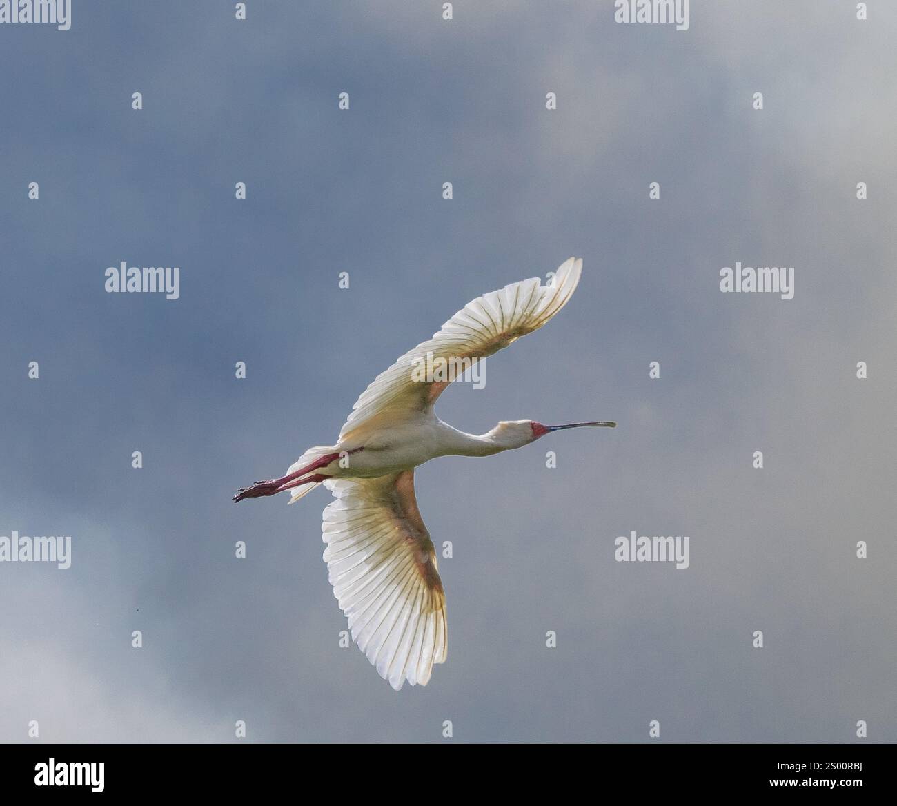Afrikanischer Löffelschnabel (Platalea alba) im Flug Stockfoto