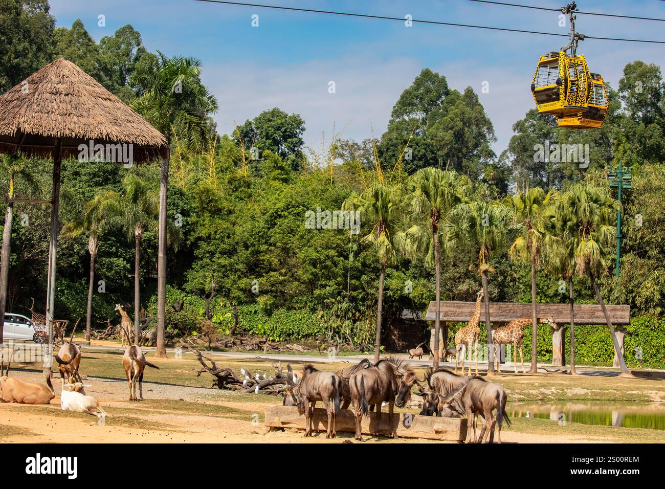 Guangzhou China 16. Dezember 2024: Die Afrikanische Safari Zone im Chimelong Safari Park bietet ein immersives Erlebnis, in dem Besucher durch die Gegend fahren können. Stockfoto