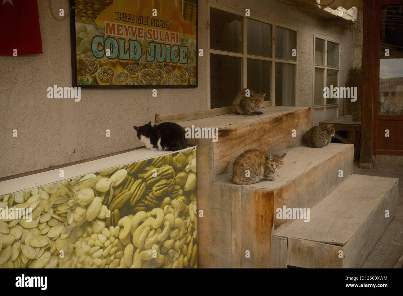Göreme, Kappadokien, Türkei - 22. November 2024: Vier Tabbykatzen ruhen vor einem Saftkiosk aus Stockfoto