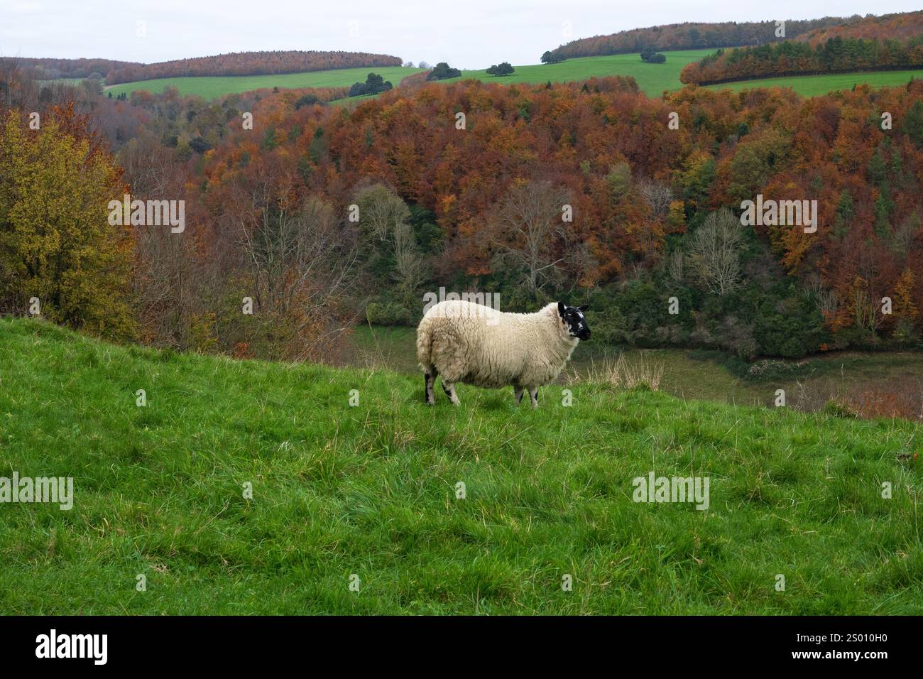 Schafe-Ovis-Weiden im Arundel Park im Herbst West Sussex England UK Stockfoto