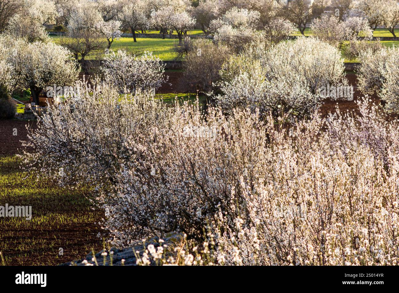 Mandelbäume in Blüte, Anwesen Aubenya, Algaida, Mallorca, Balearen, Spanien, Europa Stockfoto