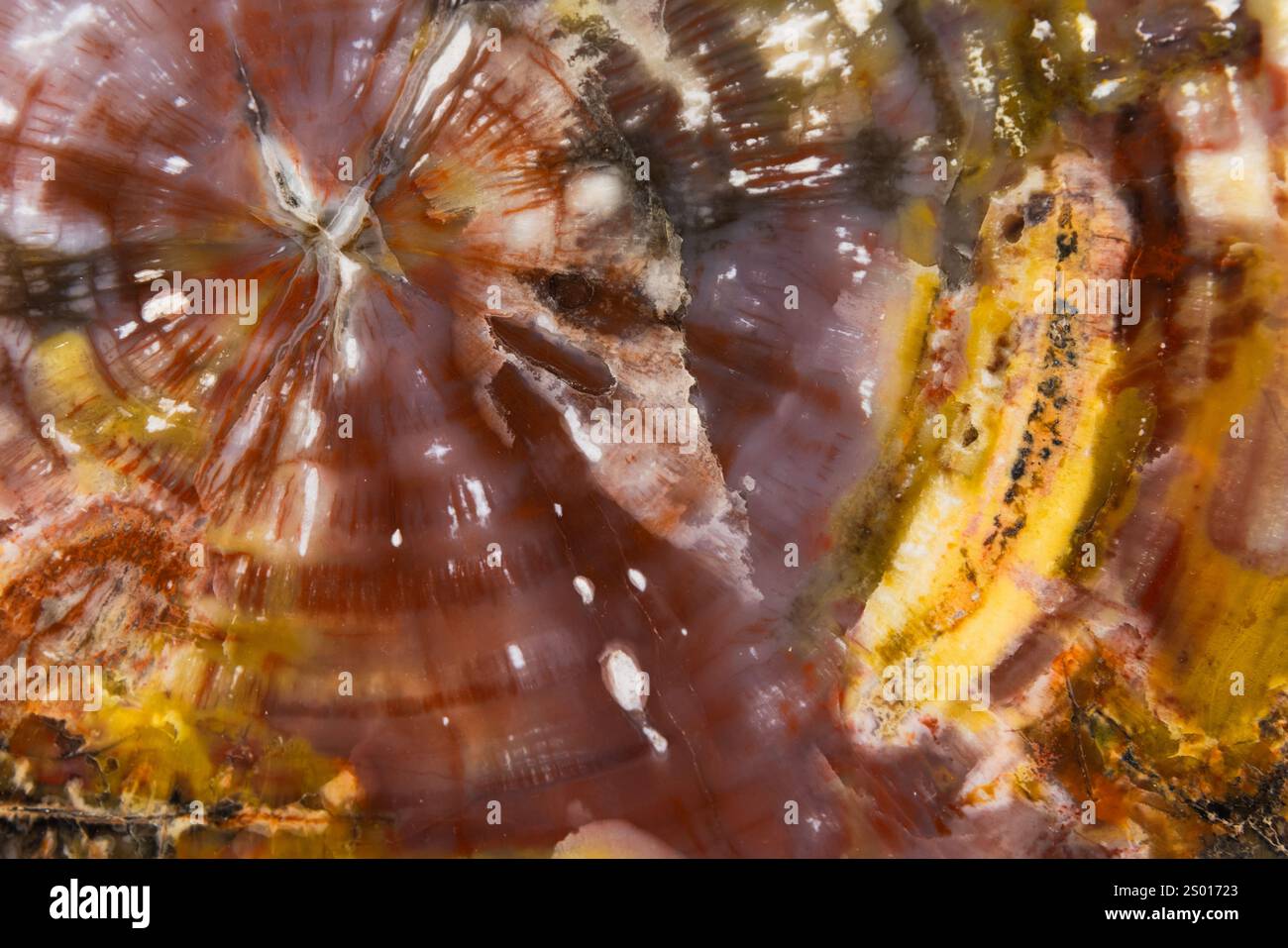 Versteinertes Holz, natürliches Makrofoto. Abstrakte bunte Hintergrundfotostruktur einer polierten Scheibe eines versteinerten Baumes Stockfoto