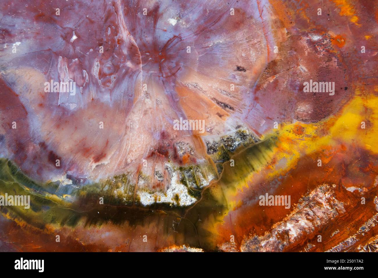 Versteinertes Holz, Makrofoto. Abstrakte natürliche farbenfrohe Hintergrundfotostruktur einer polierten Scheibe eines versteinerten Baumes Stockfoto