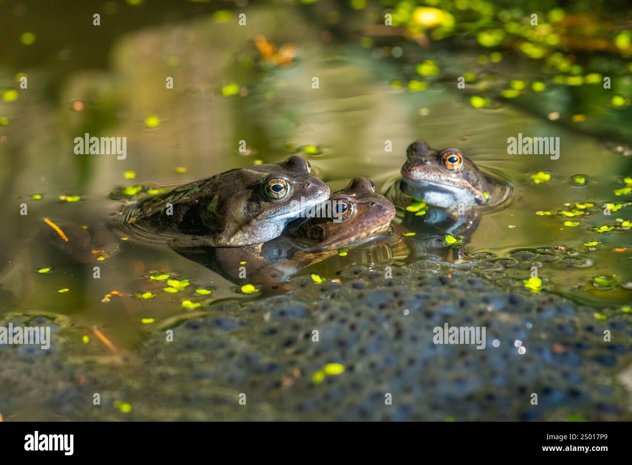 Gewöhnliche Frösche laichend, England, Großbritannien Stockfoto
