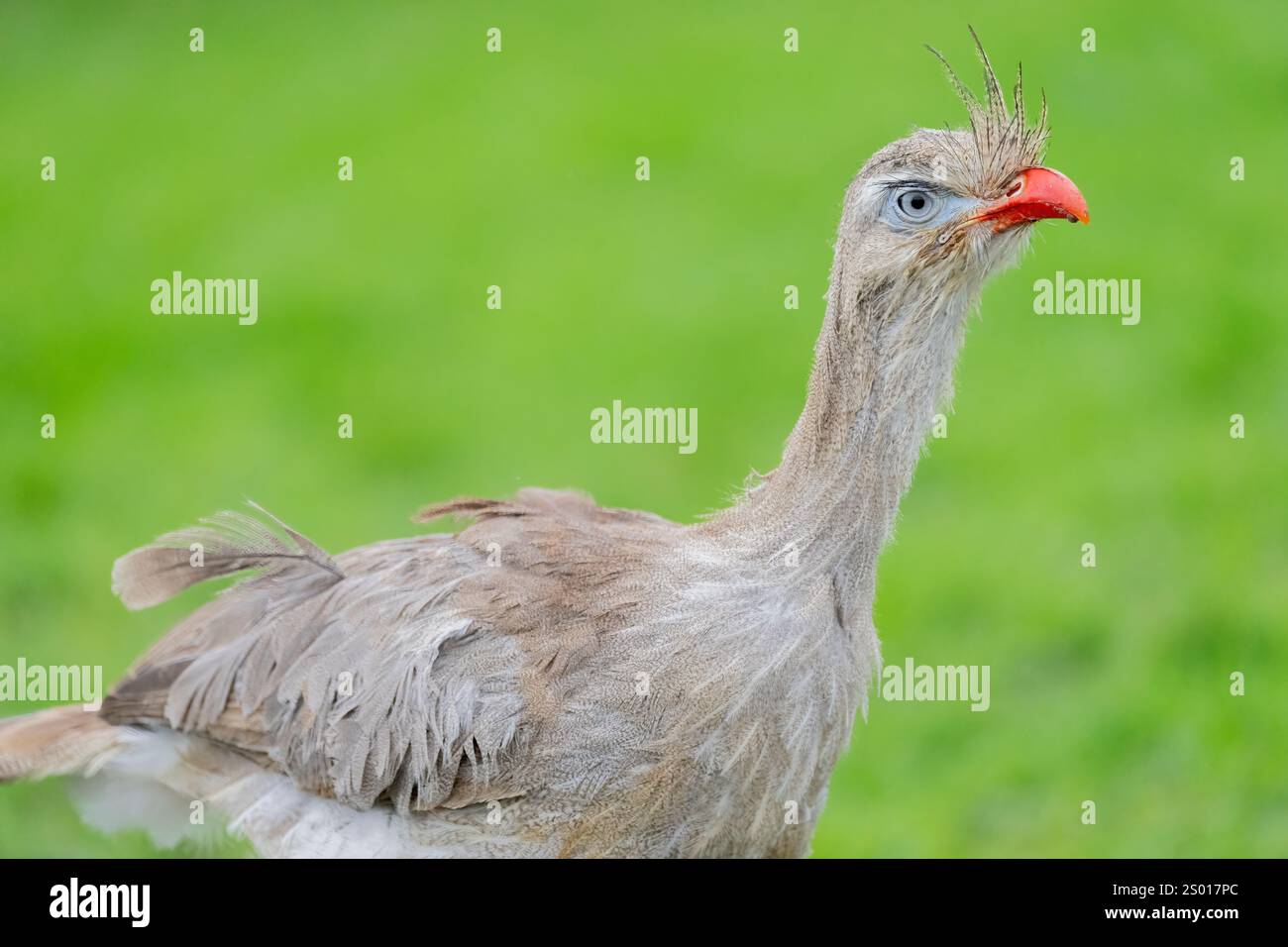 Rotbeinige Seriema Captive Stockfoto