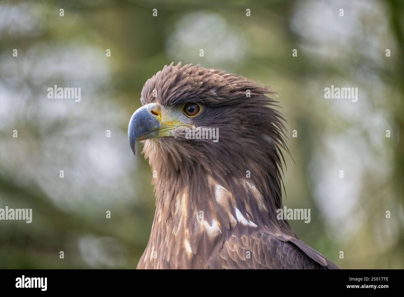 Junger seeadler -Fotos und -Bildmaterial in hoher Auflösung – Alamy