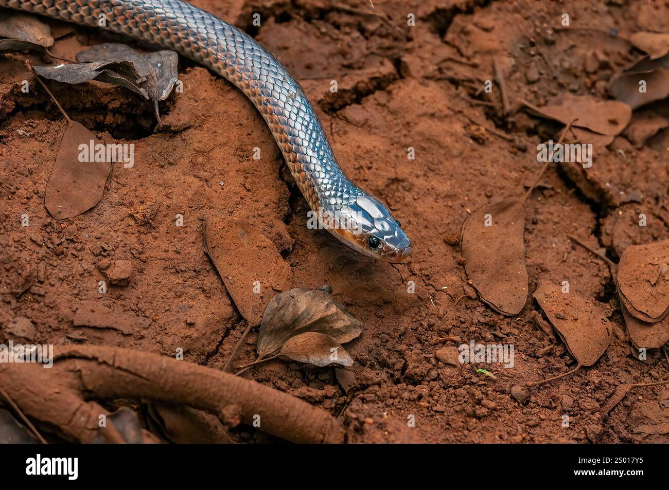 carpentaria Schlange, Queensland, Australien Stockfoto