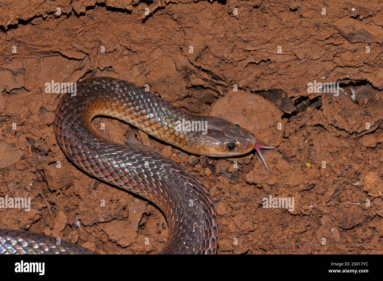 carpentaria Schlange, Queensland, Australien Stockfoto