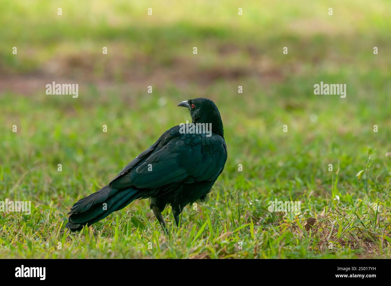 Der Weißflügelige chough (Corcorax melanorhamphos) ist eines von nur zwei überlebenden Mitgliedern der australischen Schlammnest-Baufamilie, Stockfoto