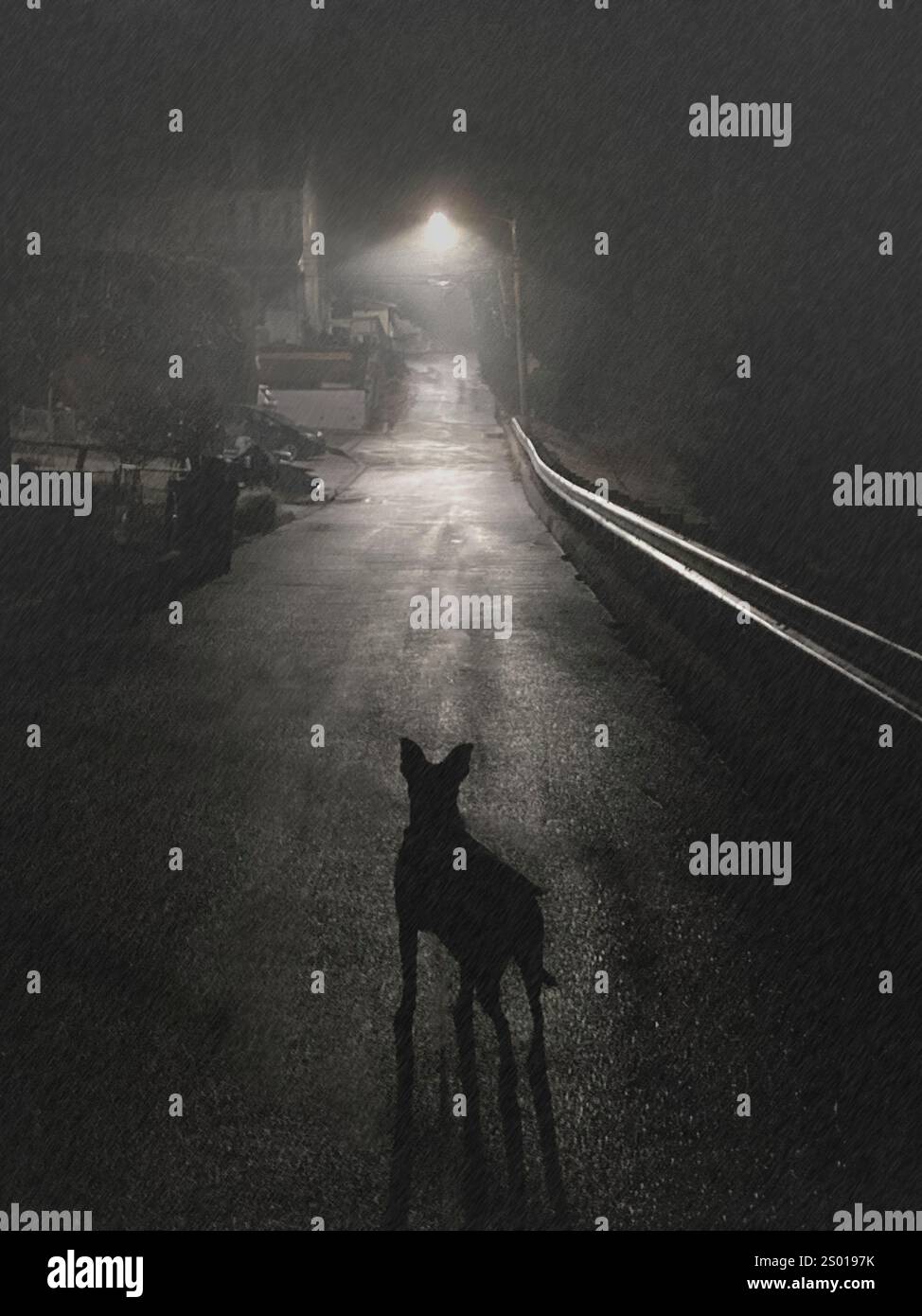 Einsamer Hund, der in einer dunklen Gasse steht, mit Straßenlicht im Regen in einer nebeligen Nacht. Stockfoto