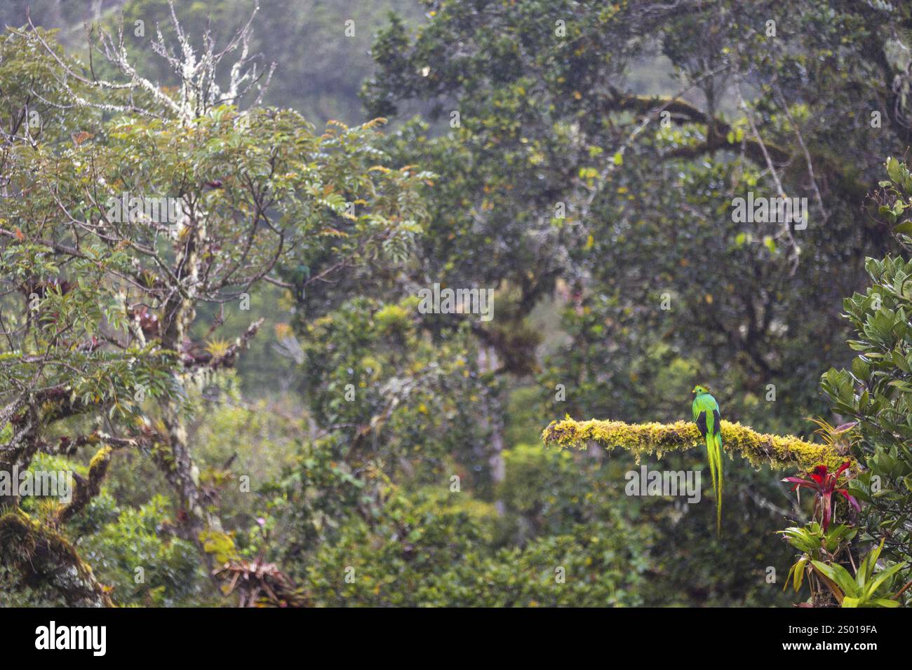 Quetzal (Pharomachrus mocinno), männlich, Trogonen (Trogonidae), Central Mountain Range, Provinz San Jose, Costa Rica, Mittelamerika Stockfoto