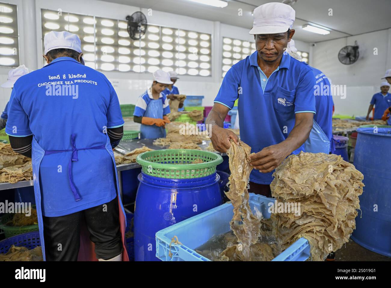 Mitarbeiter der Firma Chockdee Sea Products bereiten getrocknete Quallen für den Export vor, Min Buri, in der Nähe von Bangkok, Thailand, Asien Stockfoto
