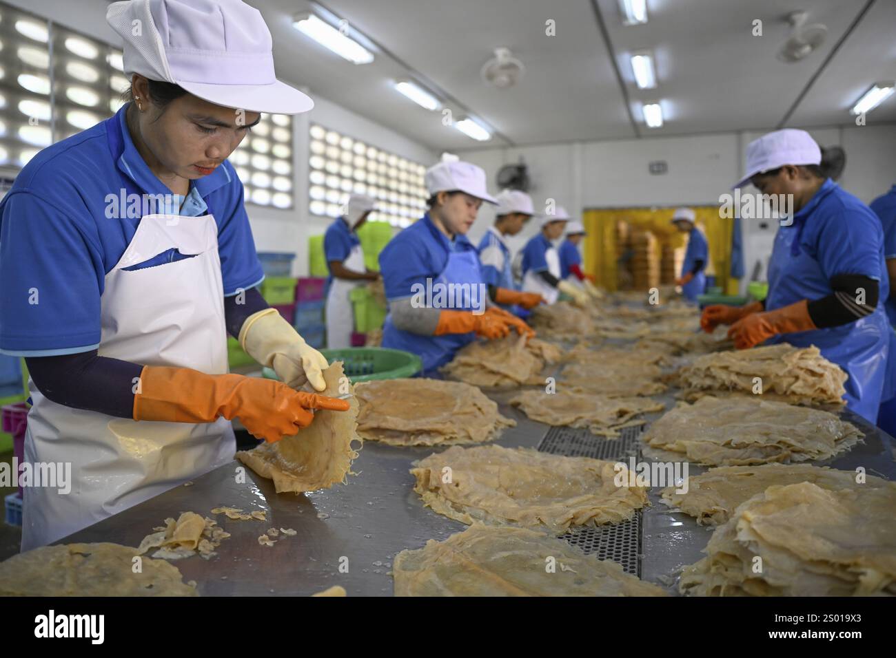 Mitarbeiter der Firma Chockdee Sea Products bereiten getrocknete Quallen für den Export vor, Min Buri, in der Nähe von Bangkok, Thailand, Asien Stockfoto