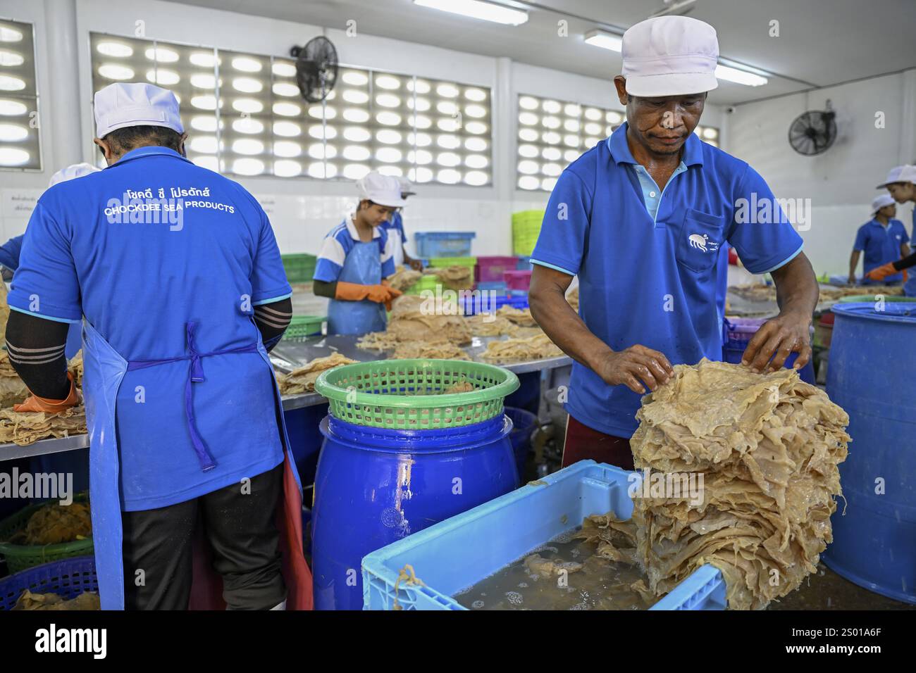 Mitarbeiter der Firma Chockdee Sea Products bereiten getrocknete Quallen für den Export vor, Min Buri, in der Nähe von Bangkok, Thailand, Asien Stockfoto