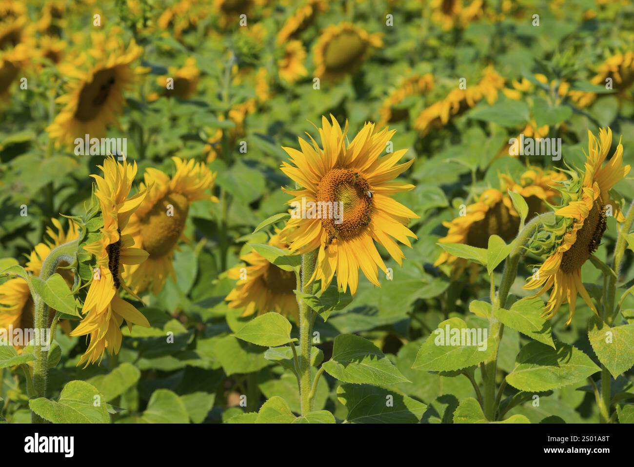 Großes Sonnenblumenfeld mit gelben Blüten in voller Blüte, Polen, Europa Stockfoto