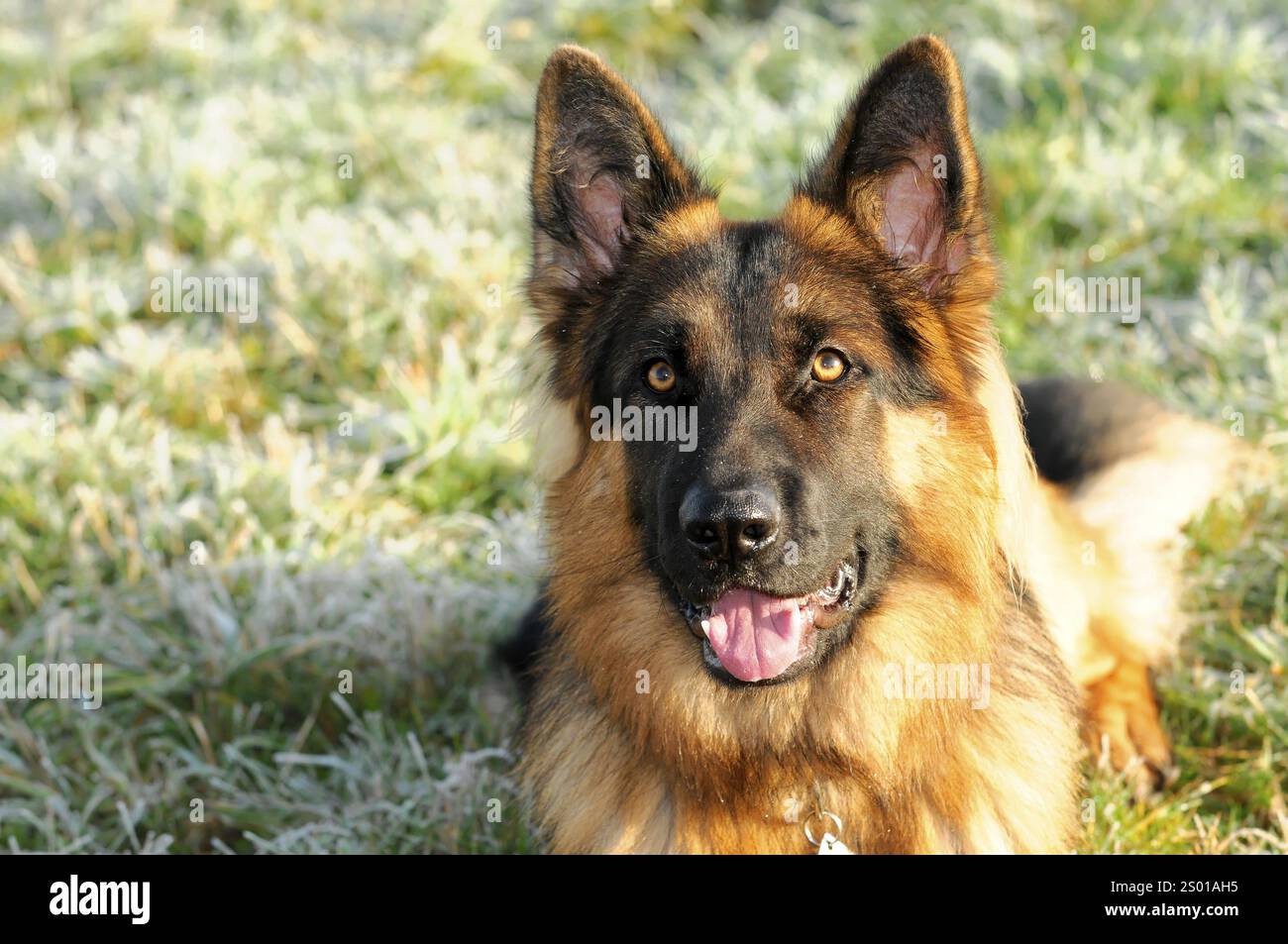 Schäferhund, Porträt, Spraitbach, Baden-Württemberg, Deutschland, Europa, Nahaufnahme eines Hirtenhundes, der aufmerksam mit seinem Mund in die Kamera schaut Stockfoto