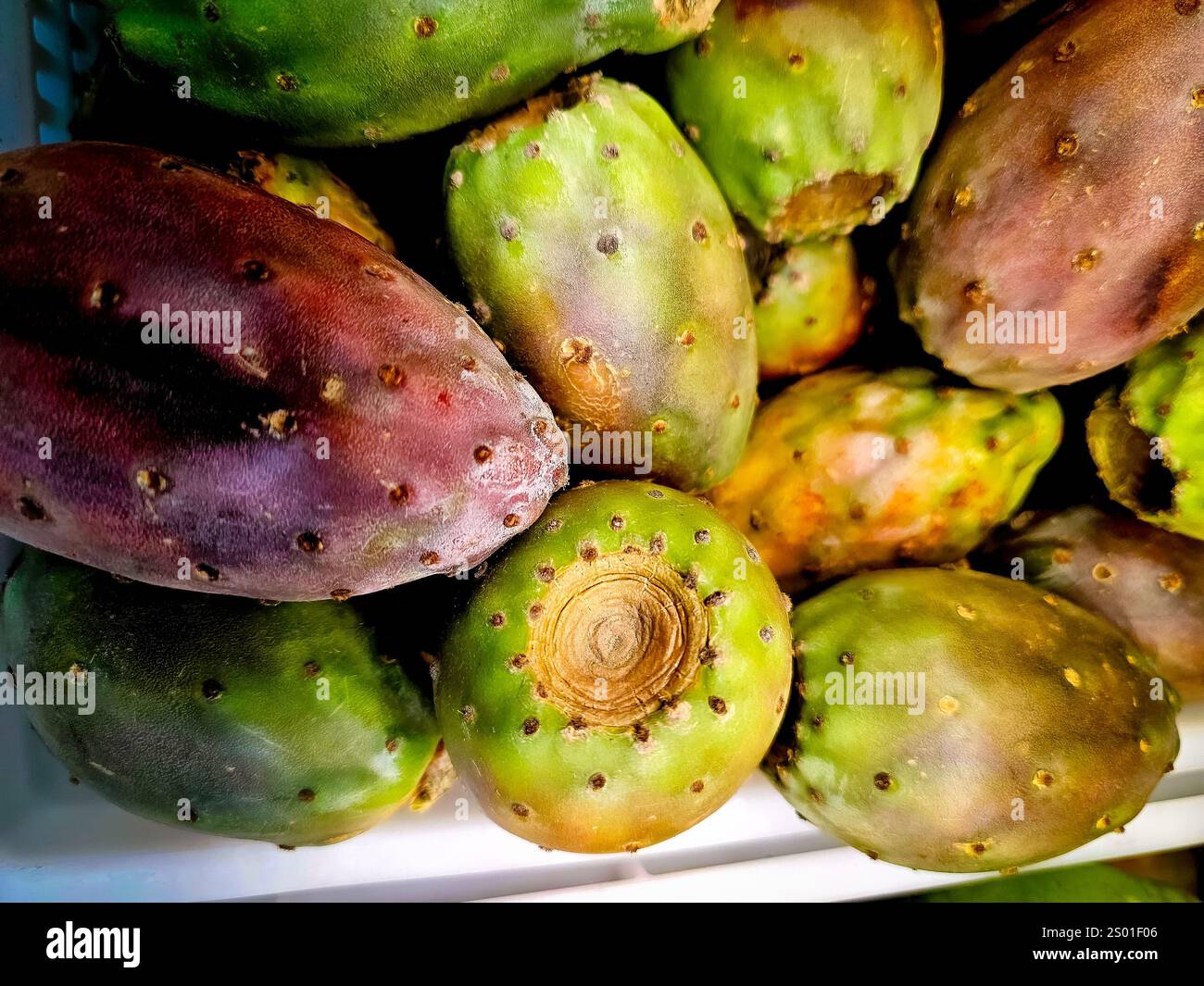 Thunfisch (Opuntia engelmannii) ist eine süße Kaktusfrucht aus der Feigenkrone, die in Peru vielfach verwendet wird Stockfoto