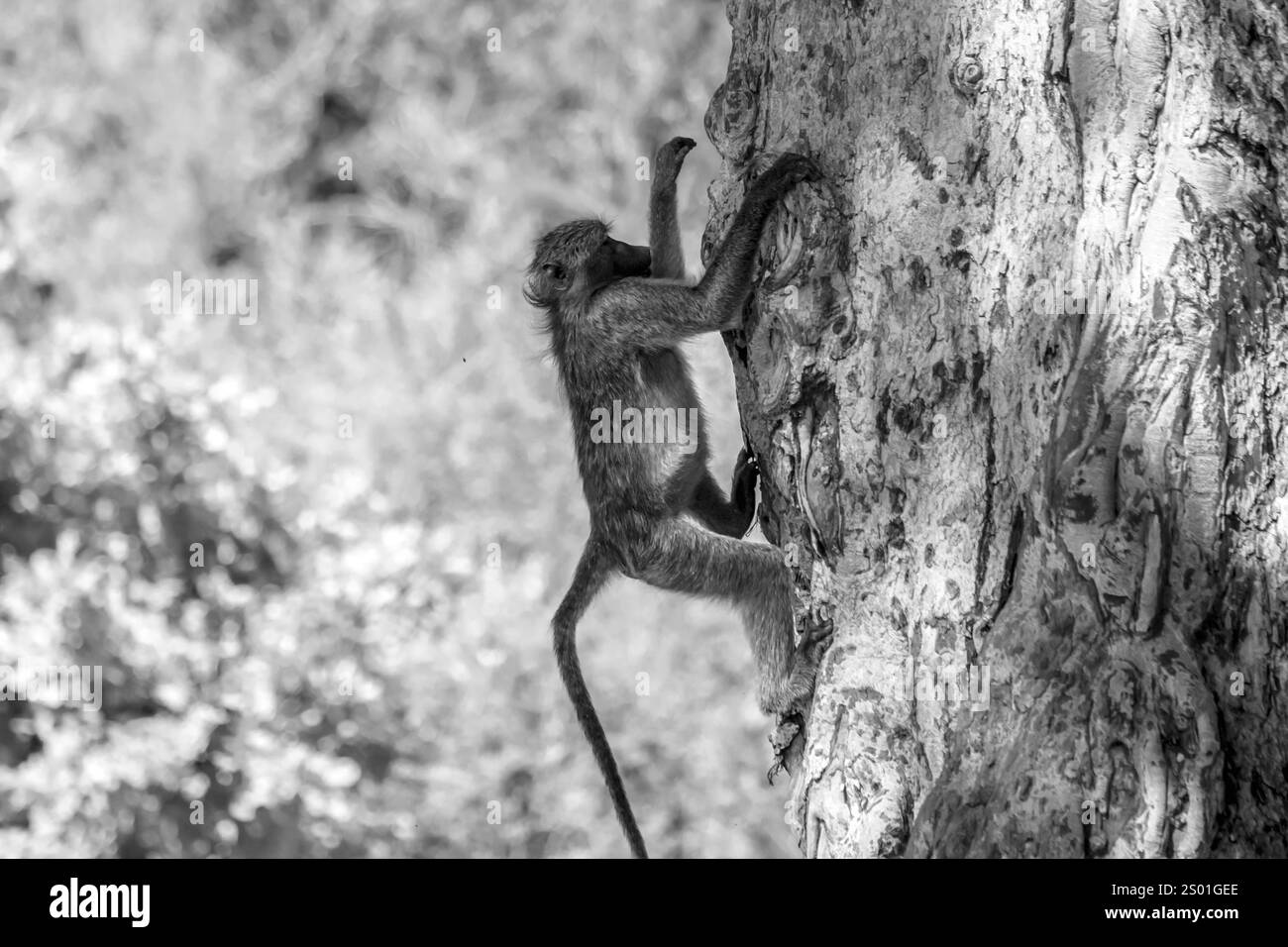 Chacma Pavian klettert auf einen Baum mit schöner Rinde im Kruger Nationalpark, Südafrika; Specie Papio ursinus Familie der Cercopithecidae Stockfoto