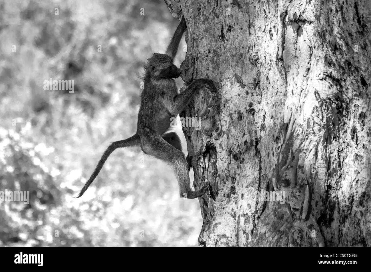 Chacma Pavian klettert auf einen Baum mit schöner Rinde im Kruger Nationalpark, Südafrika; Specie Papio ursinus Familie der Cercopithecidae Stockfoto