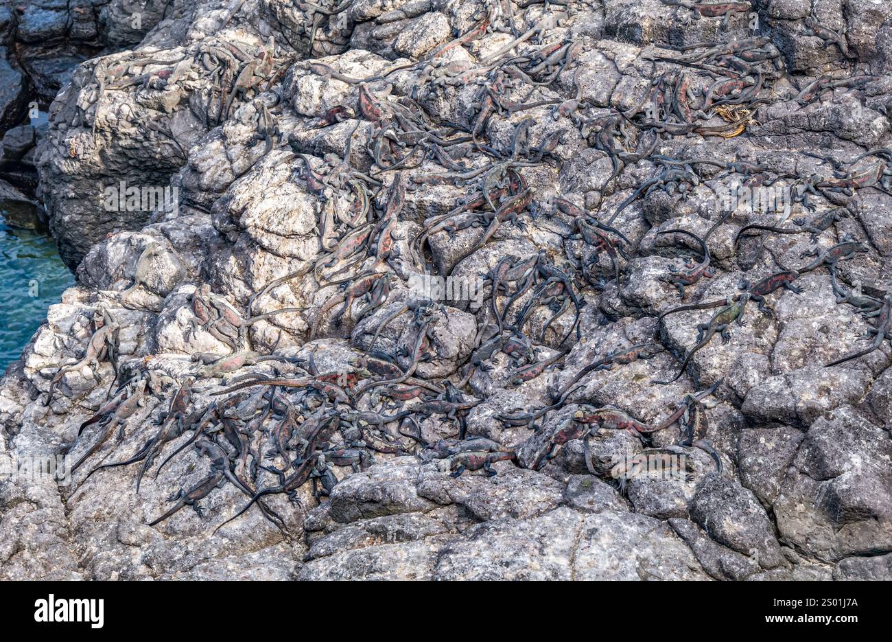 Masse von Meeresleguanen (Amblyrhynchus cristatus) auf Felsen, Punta Suarez, Espanola Island, Galapagos Stockfoto