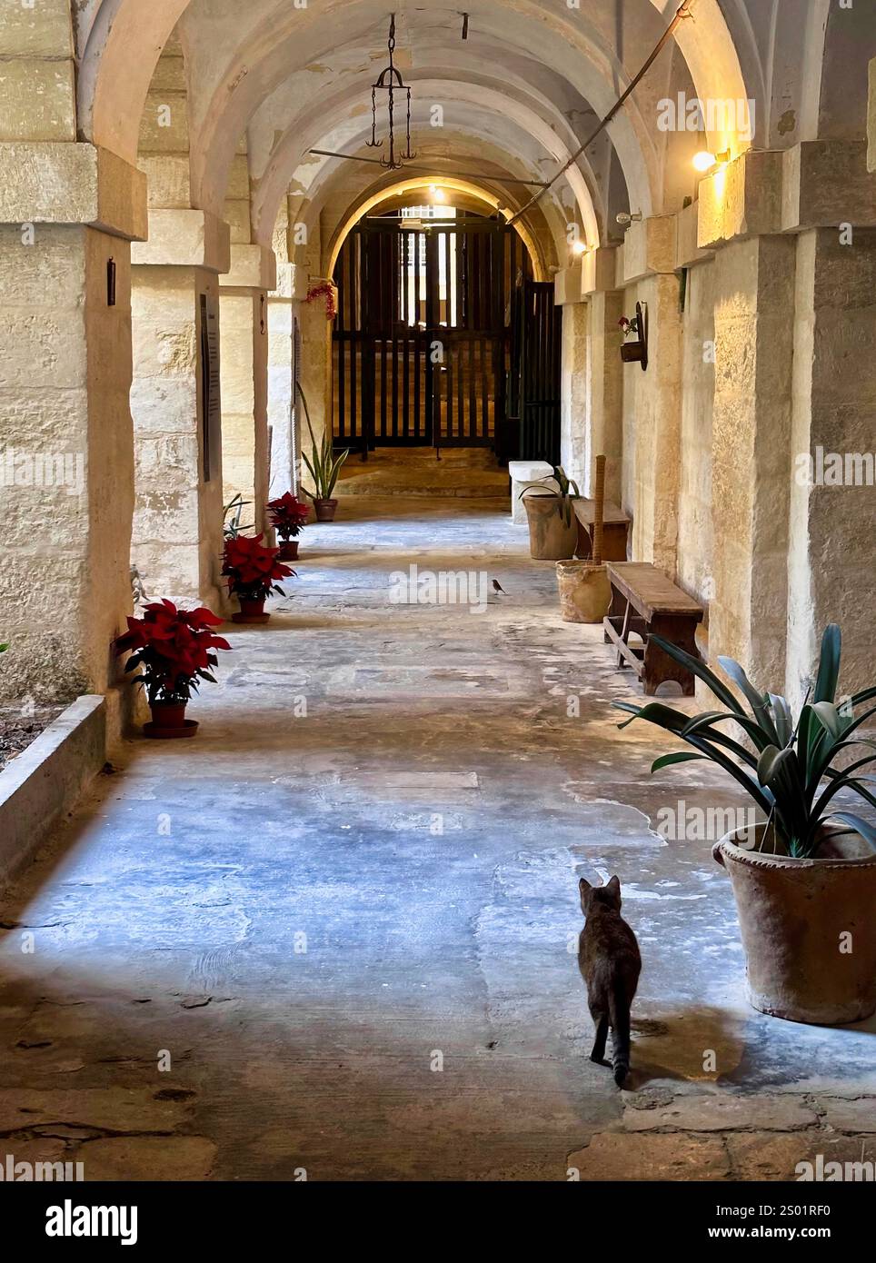 Katze verfolgt einen Robin in in einem Kloster in Valetta, Malta Stockfoto