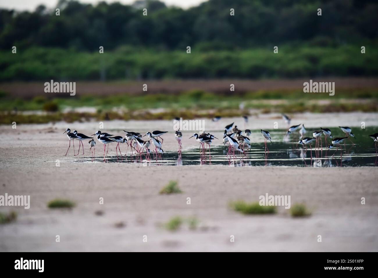 Südlicher Stelz, Himantopus melanurus im Flug, Nationalpark Ansenuza, Provinz Cordoba, Argentinien Stockfoto