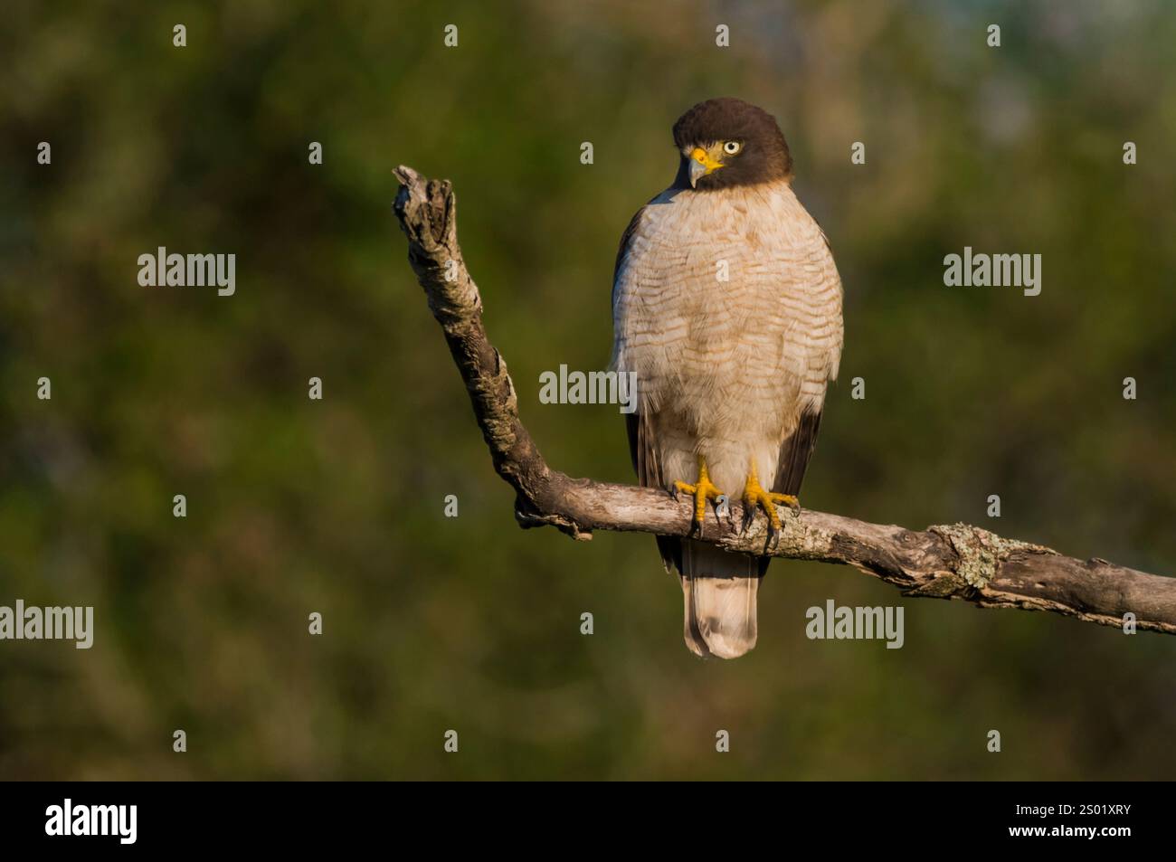 Hawk am Straßenrand, calden Forest, La Pampa, Argentinien Stockfoto