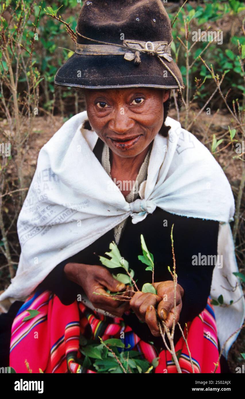 Afro-bolivianische Frau erntet Kokablätter in Chicaloma, Sud Yungas, Bolivien, und zeigt traditionelle landwirtschaftliche Praktiken und lokales Erbe. Stockfoto