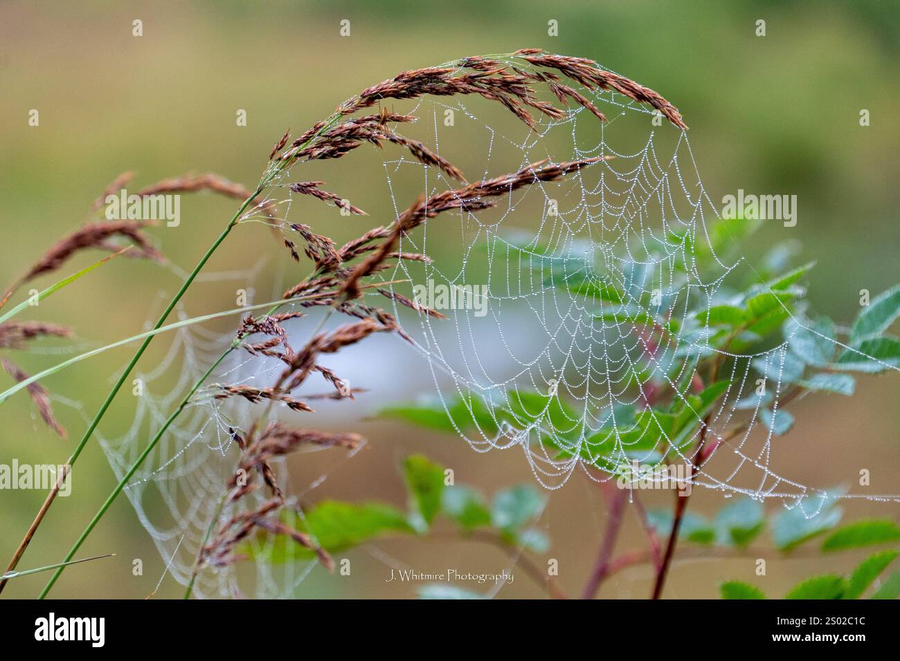 Sanfte Spinnennetze hängen im Morgentau an zerbrechlichen Pflanzen Stockfoto