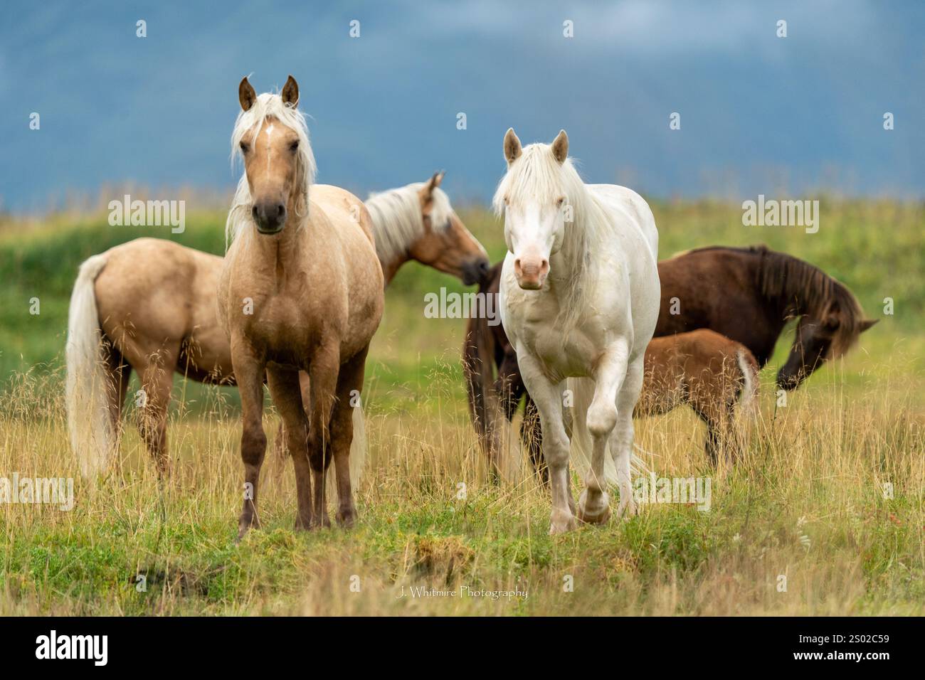 Eine wunderschöne Gruppe wilder Pferde durchstreift das Innere der Insel Kodiak im Archipel vor der Küste Alaskas Stockfoto