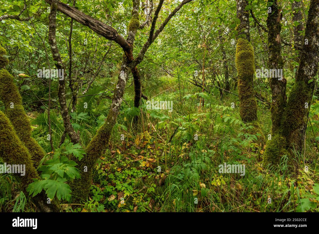 Ein Wanderweg auf Kodiak Island, Alaska, ist reich und lebendig, dank der enormen Regenmenge Stockfoto Ein Wanderweg auf Kodiak Island, Alaska, ist reich und lebendig, dank der enormen Regenmenge Stockfoto